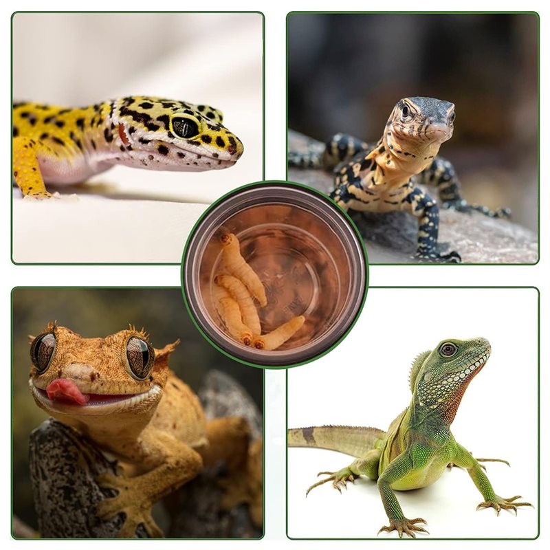 ถ้วยใส่อาหารและน้ำสำหรับตุ๊กแก - Water Dish Reptile บทวิจารณ์และราคา
